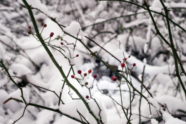 Branches with berries in the snow