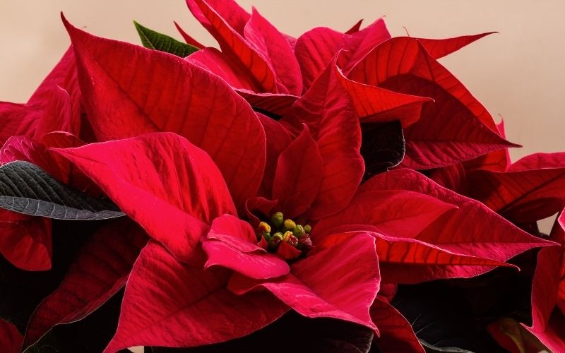 Poinsettias for the Sanctuary