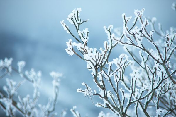close up of tree branch in snow