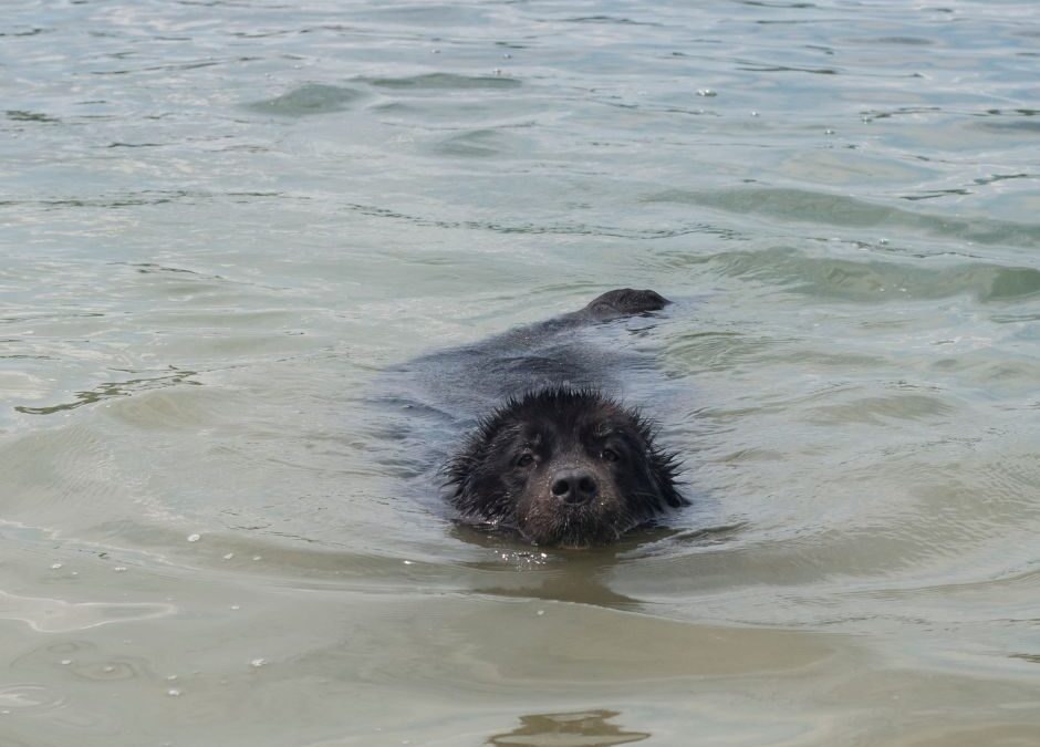 Dog swimming in murky water