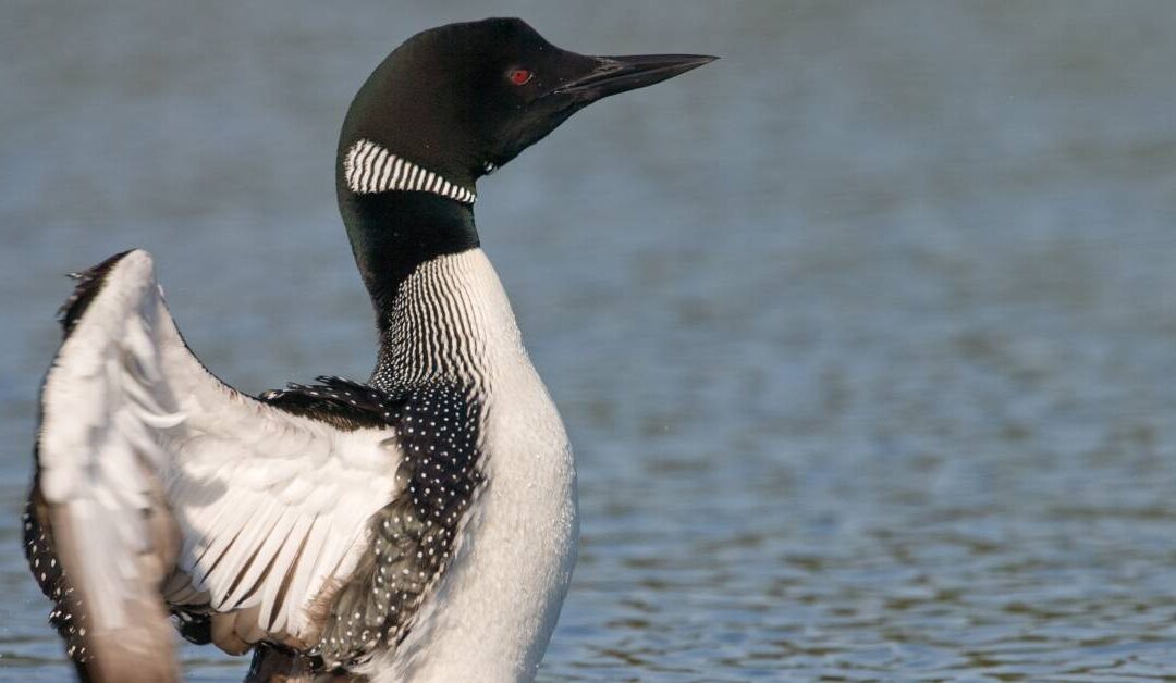 Loon on a lake