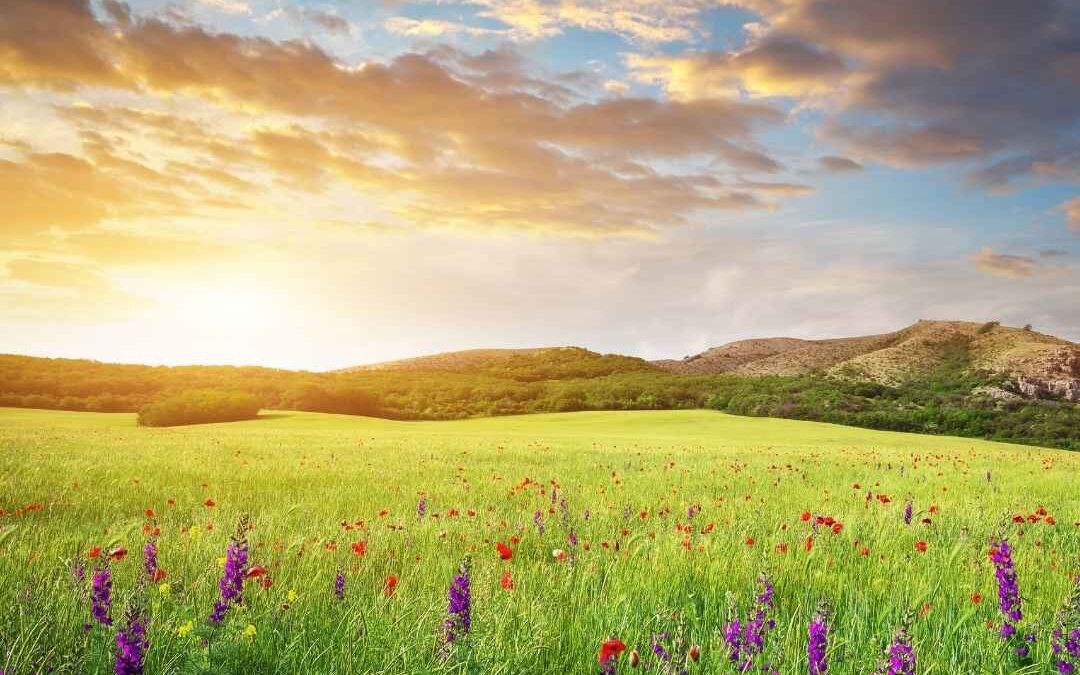 meadow with flowers